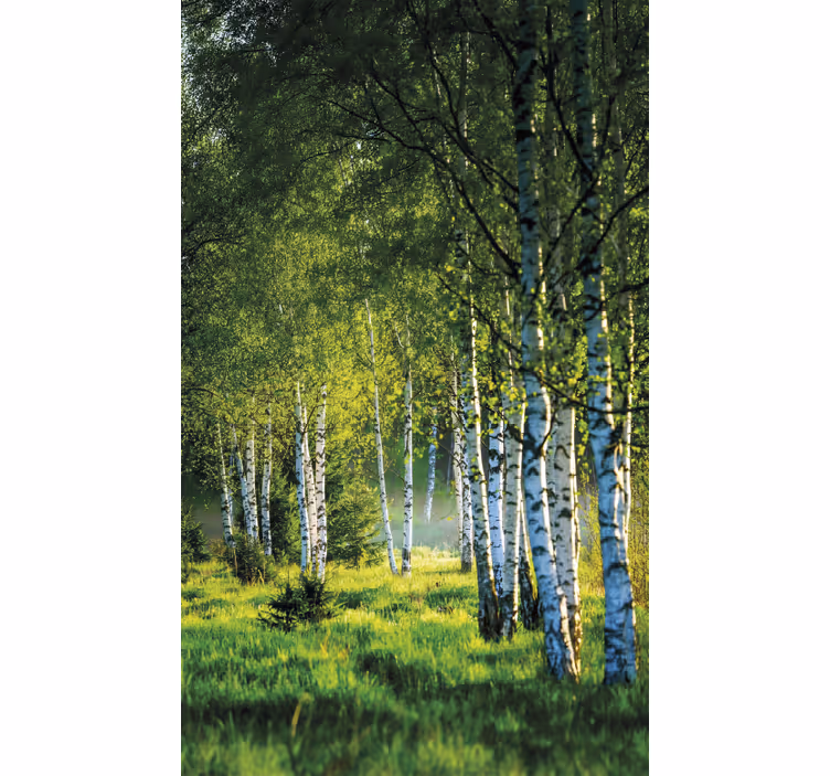 Tree roller blind birch grove contemporary - TenStickers