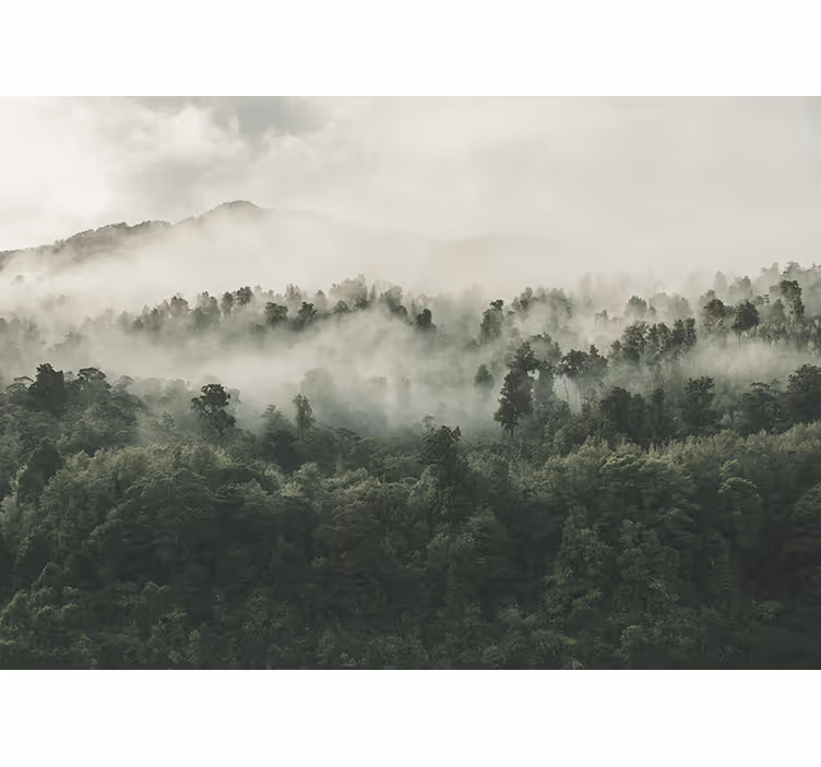 Kitchen roller blind forest in mist - TenStickers
