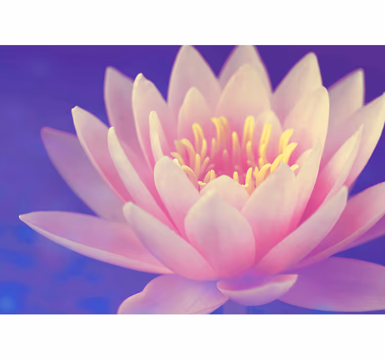 Kitchen roller blind pink lotus flower - TenStickers