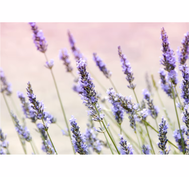 Kitchen roller blind bunch of purple flowers - TenStickers