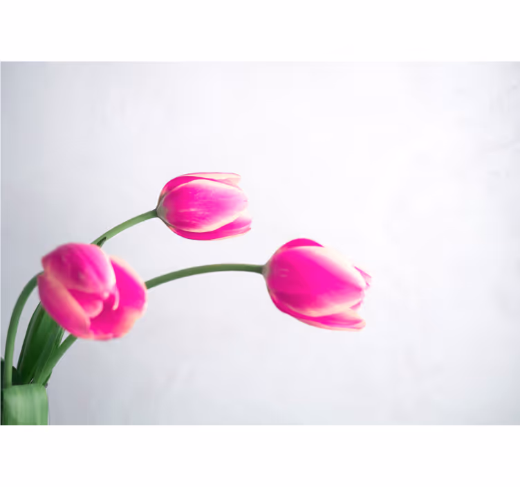 White roller blind with three tulips on white - TenStickers