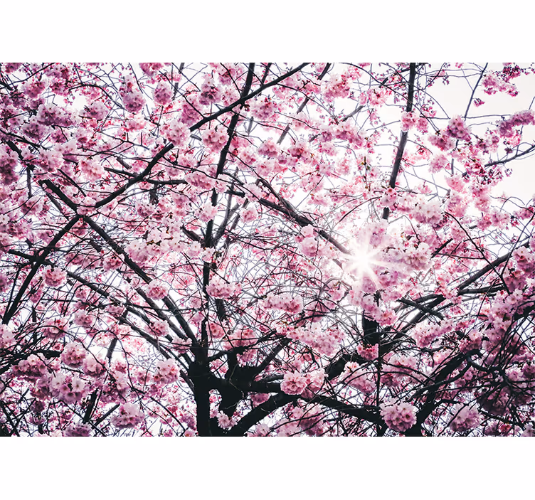Pink roller blind cherry blossom design - TenStickers
