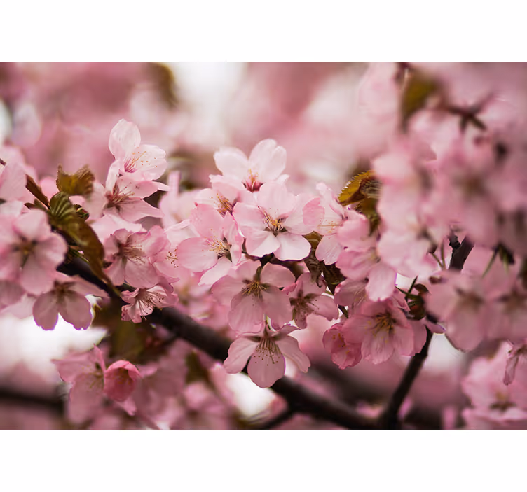 Pink roller blind in pink cherry blossom design - TenStickers
