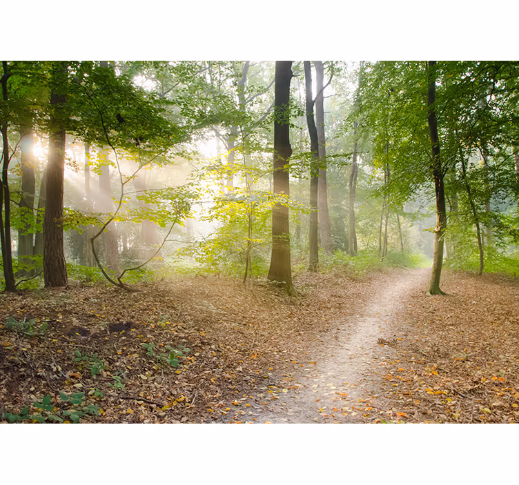 Living room roller blind forest path serenity - TenStickers