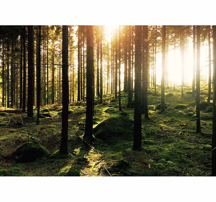 Living room roller blind sunlit forest - TenStickers