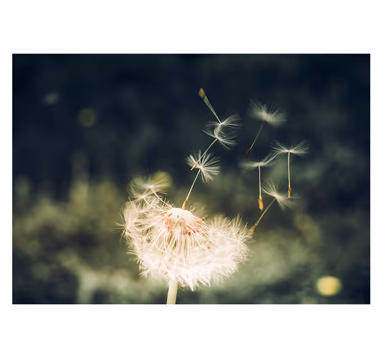 Living room roller blind dandelion seeds in sunlight - TenStickers