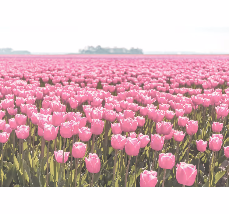 Living room roller blind in different pink tulip field - TenStickers