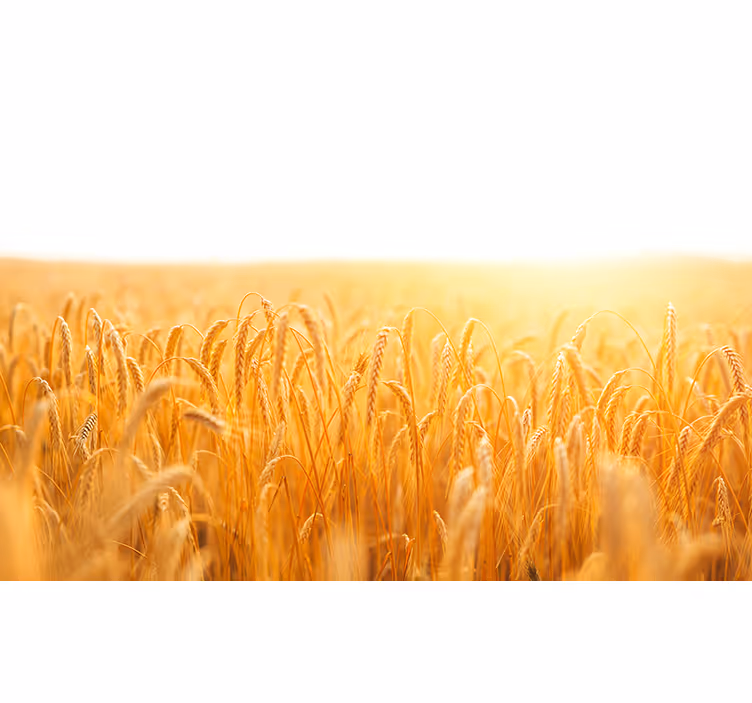 Living room roller blind in wheat field colors - TenStickers
