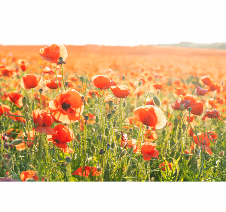 Living room roller blind red poppies in a sunny field - TenStickers