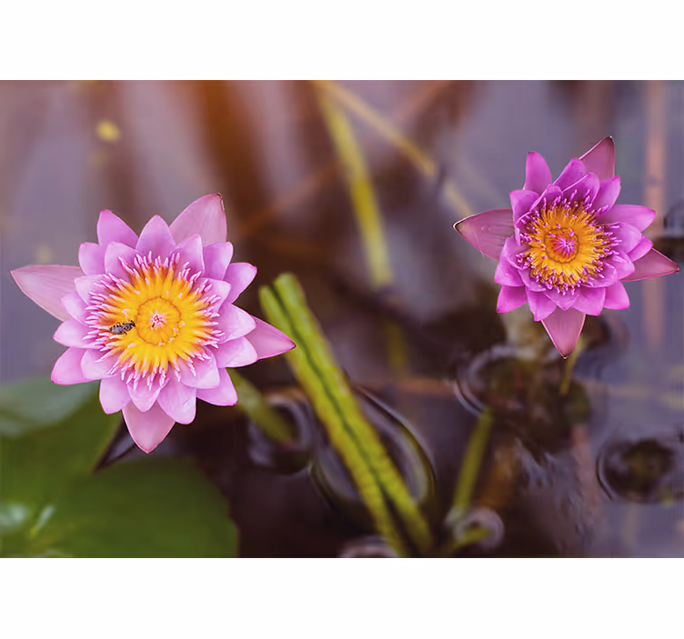 Living room roller blind in pink purple lotus - TenStickers