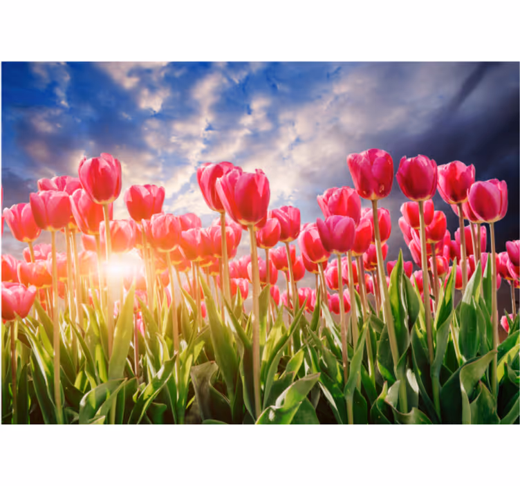 Living room roller blind flowering sunset - TenStickers