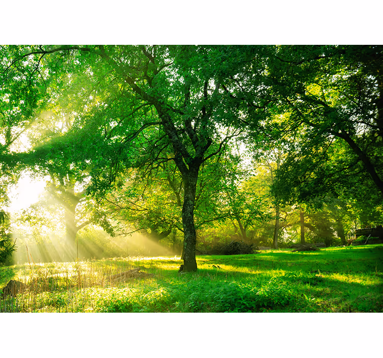 Living room roller blind in vibrant green forest - TenStickers