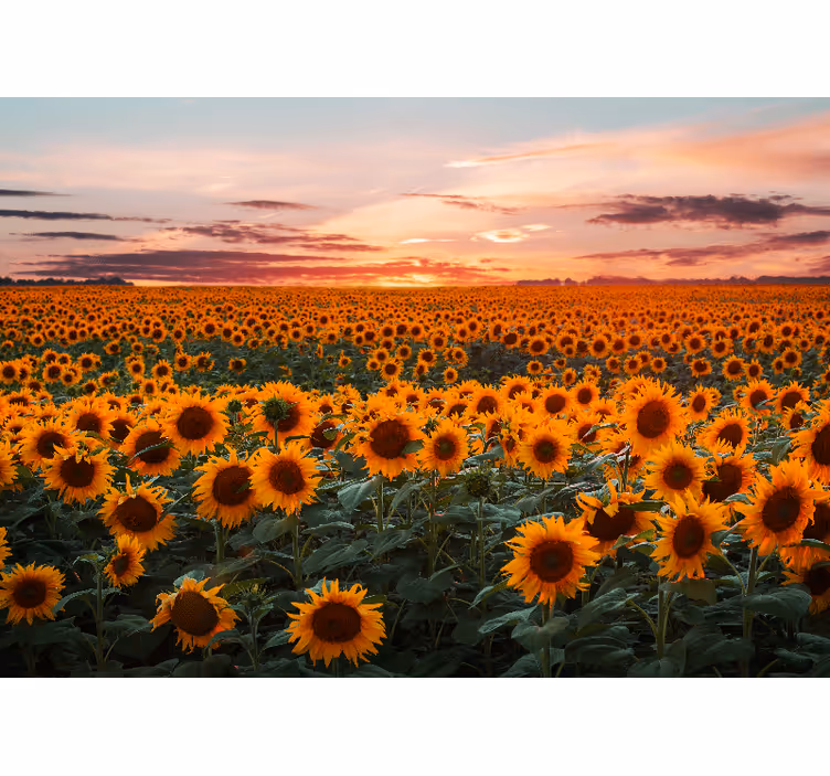 Living room roller blind sunflower sunset - TenStickers