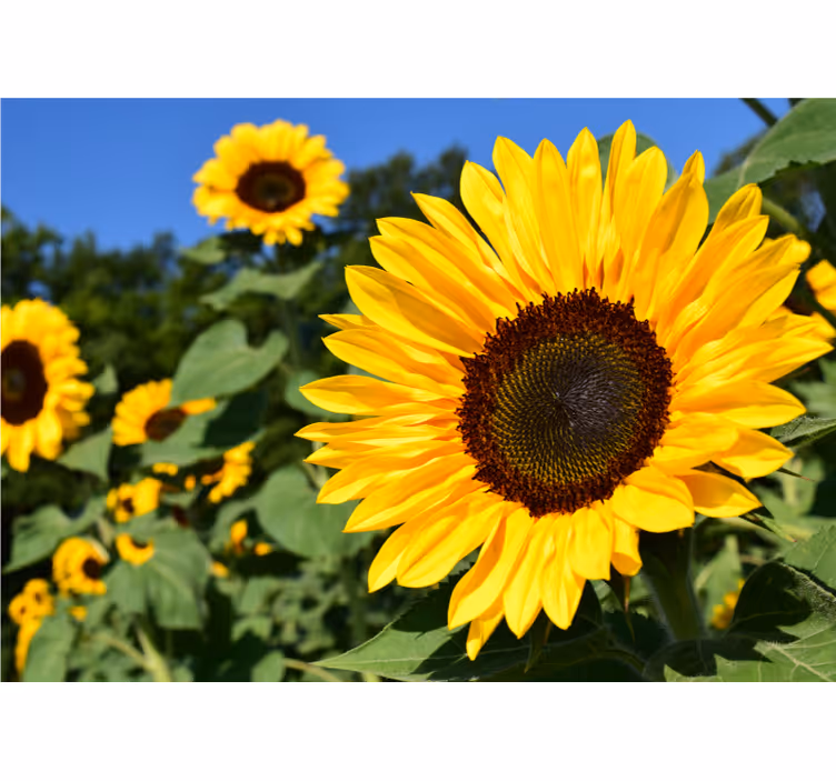 Living room roller blind beautiful sunflower close up - TenStickers