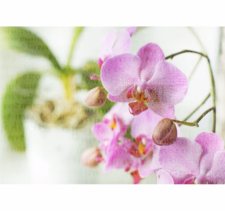 Living room roller blind orchid with text - TenStickers