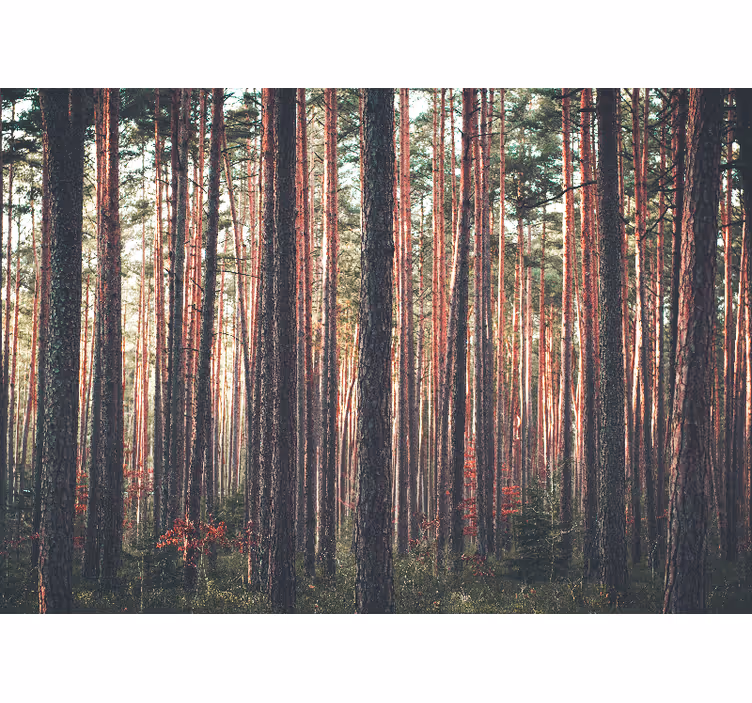 Living room roller blind deep forest trees景观 - TenStickers