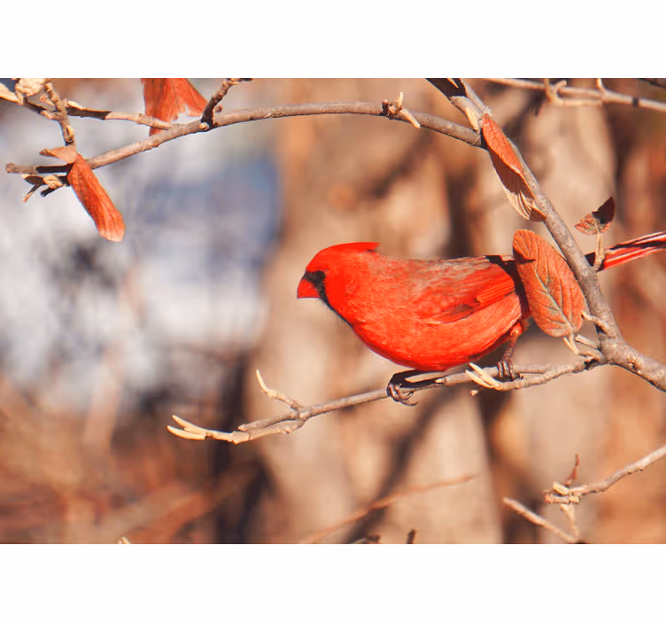 Living room roller blind with red bird in leaves - TenStickers