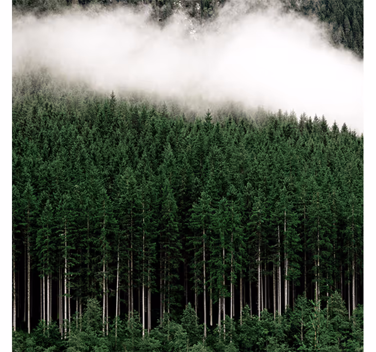 Living room roller blind nature pines aerial view - TenStickers