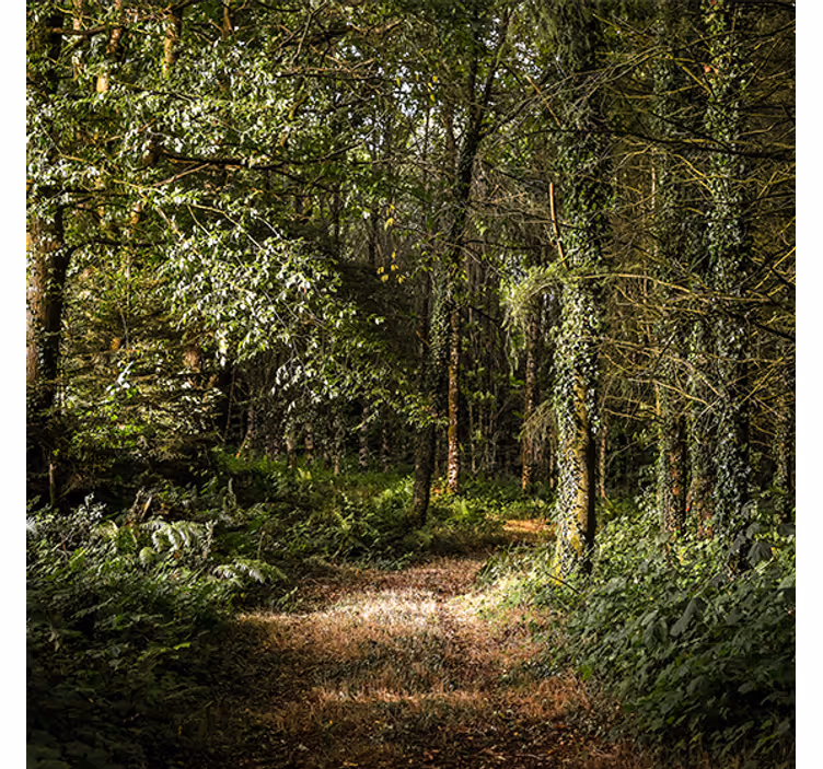 Living room roller blind nature leafy forest path - TenStickers