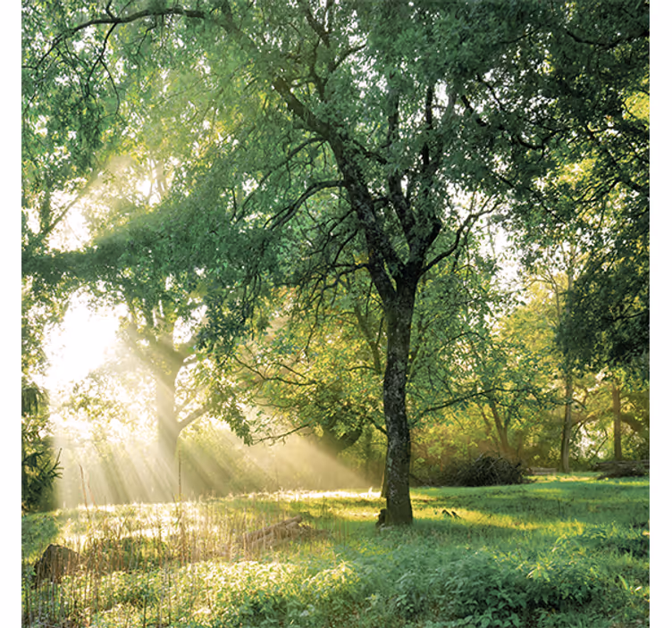 Living room roller blind in greenish forest morning - TenStickers