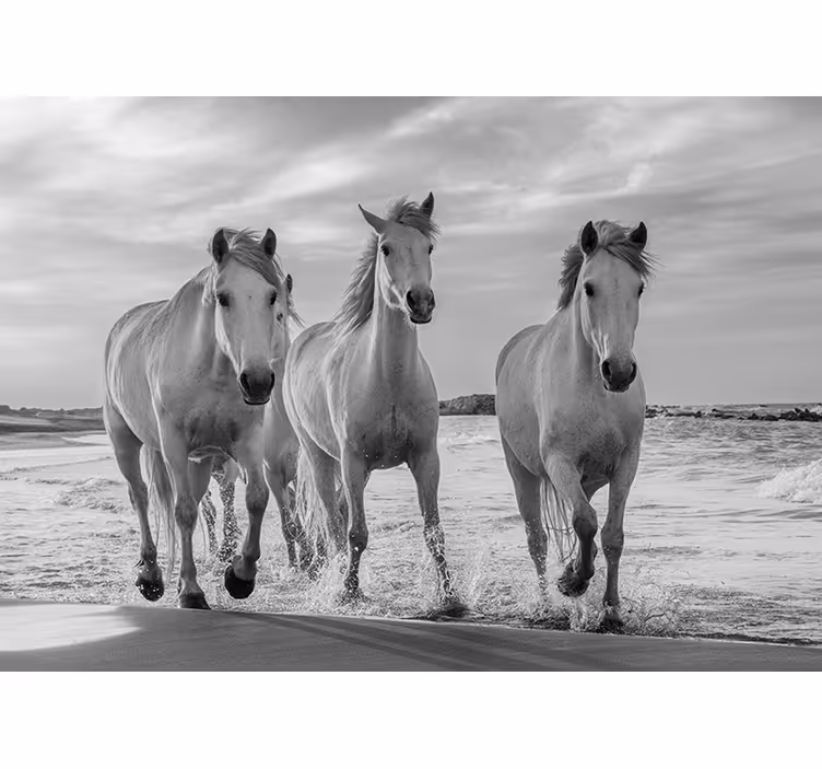 White roller blind galloping horses - TenStickers