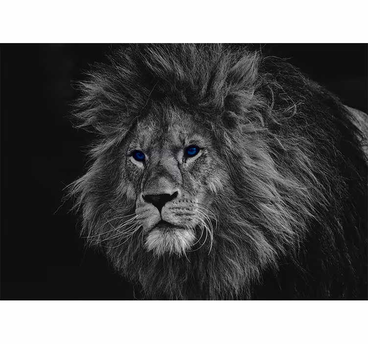 Gray roller blind blue eyes lion - TenStickers