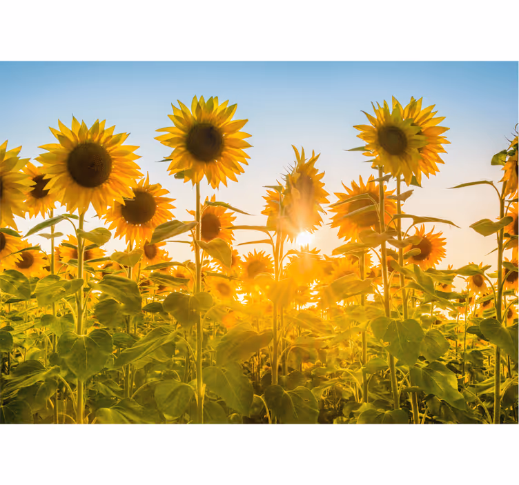 Bedroom roller blind sunflower field at sunrise - TenStickers