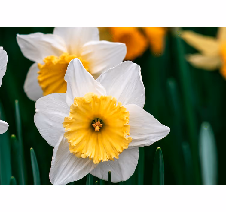 Bedroom roller blind featuring white and orange daffodils - TenStickers