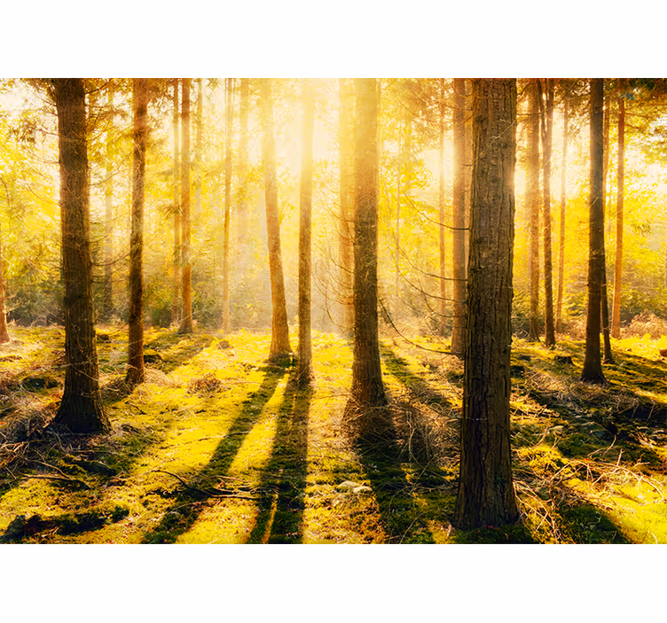Bedroom roller blind inspired by sunset in birch forest - TenStickers