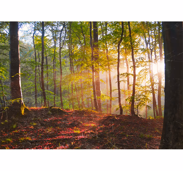 Bedroom roller blind beautiful sunrise in the forest - TenStickers