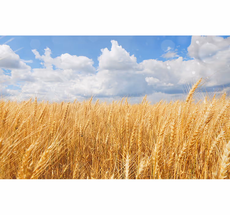 Bedroom roller blind polish wheat fields - TenStickers