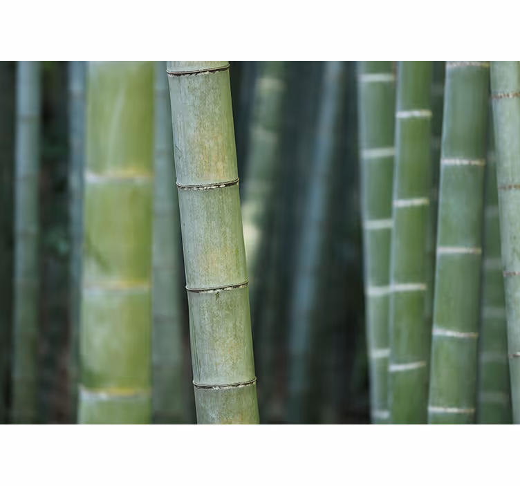 Bedroom roller blind forest bamboo canes - TenStickers
