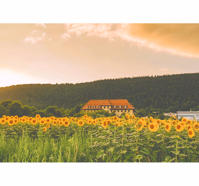 Bedroom roller blind of a lovely field of daisies - TenStickers