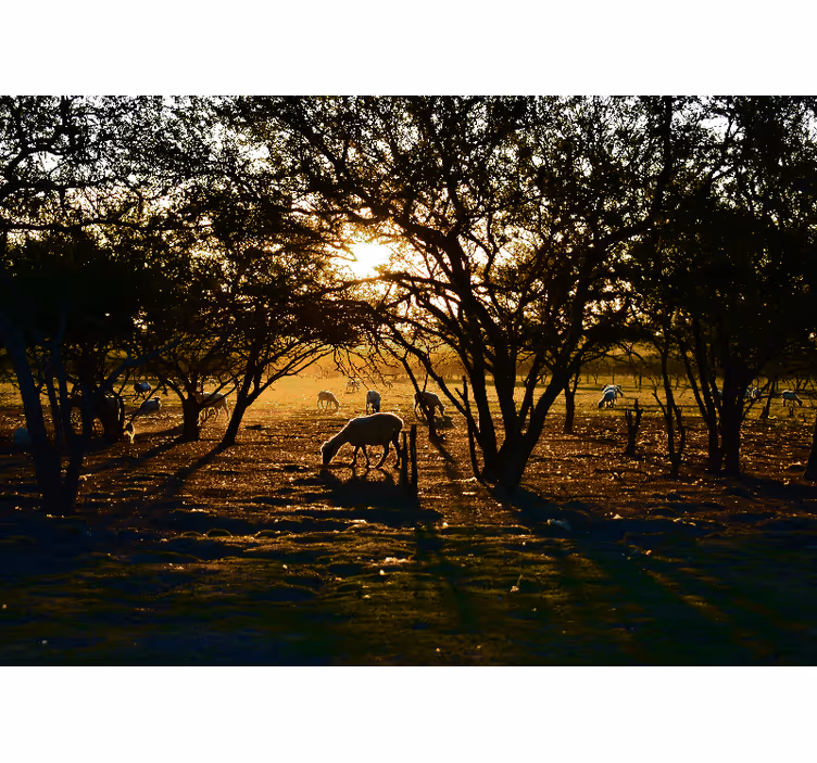 Bedroom roller blind peaceful forest morning - TenStickers