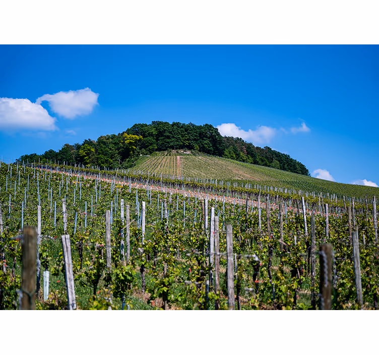 Bedroom roller blind wine meadow - TenStickers