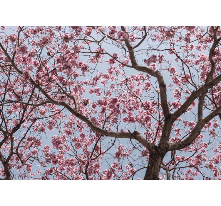 Bedroom roller blind featuring lovely pink cherry blossoms - TenStickers