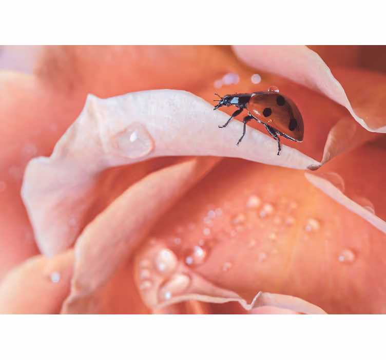 Bedroom roller blind with elegant pink flower ladybug - TenStickers