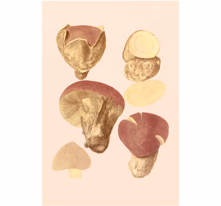 Mushroom varieties living room roller blind - TenStickers