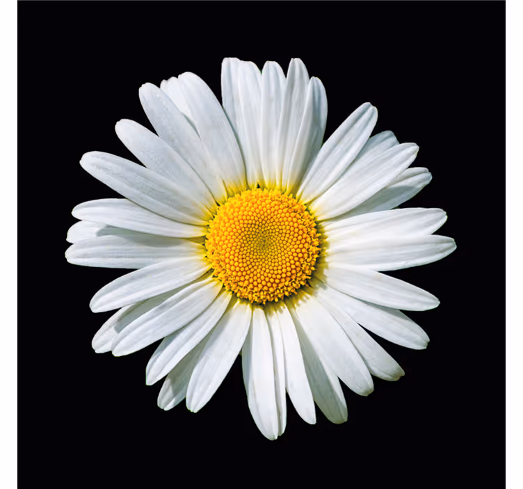 Bedroom roller blind black and white daisy flower - TenStickers