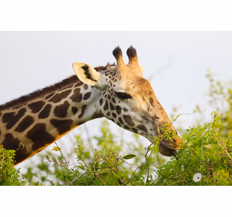 Bedroom roller blind giraffe design - TenStickers