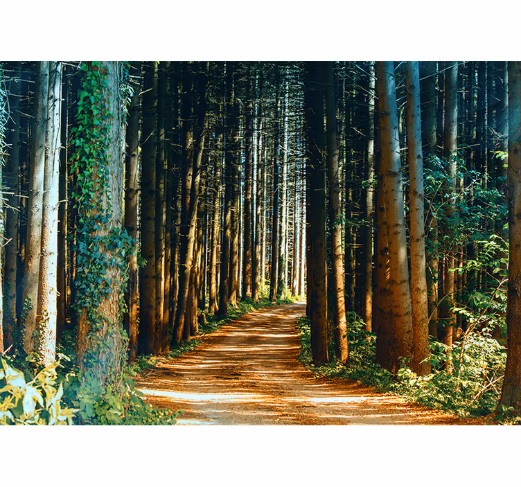 Bedroom roller blind beautiful nature path tree gate - TenStickers