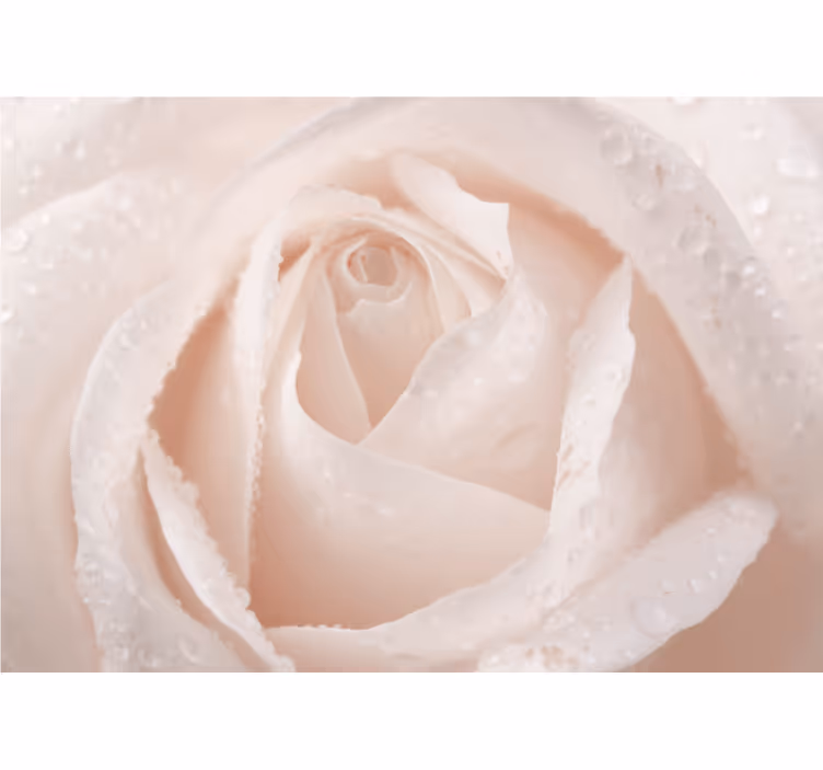 White roller blind beautiful white rose - TenStickers