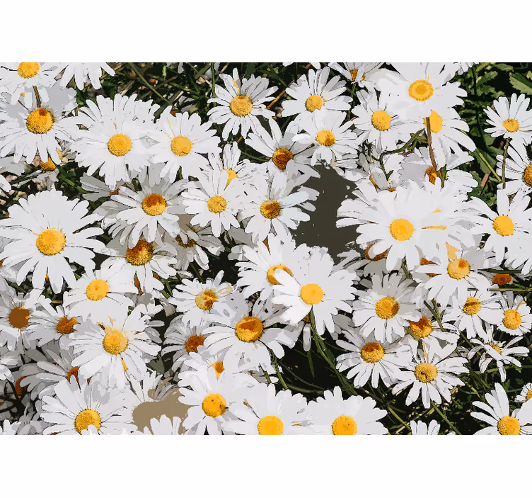 White roller blind daisy painted meadow - TenStickers