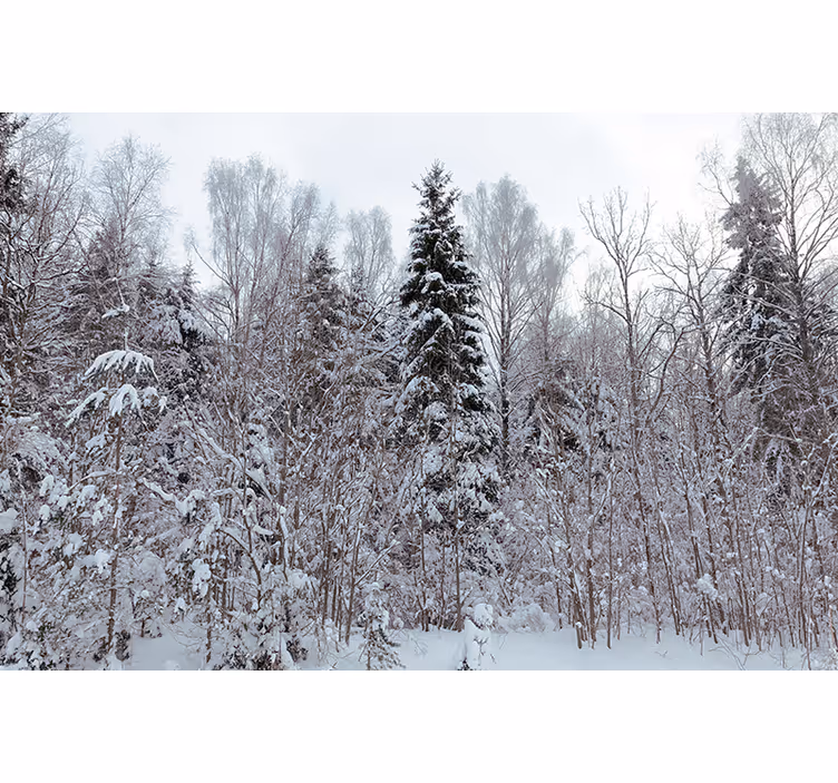 White roller blind winter white forest - TenStickers