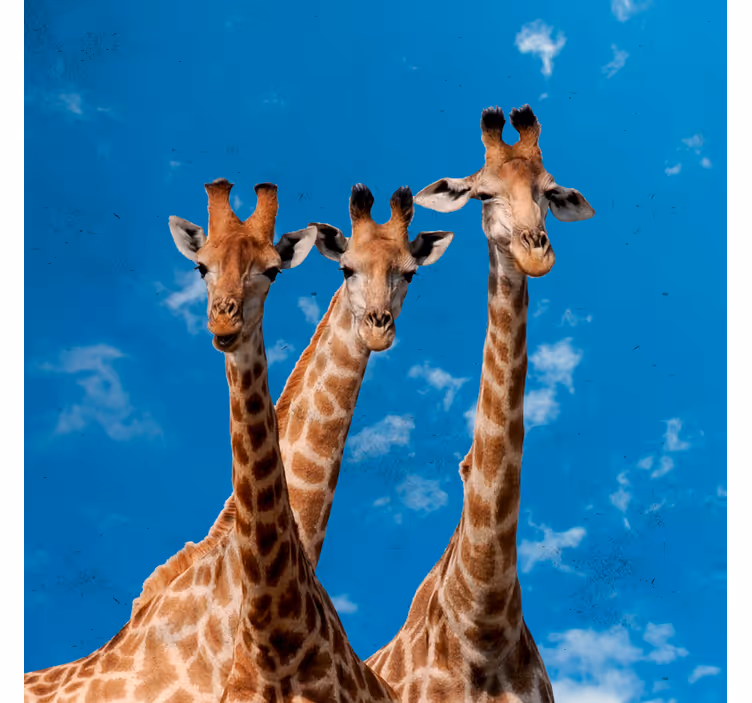 Giraffes & blue sky children room roller blind - TenStickers