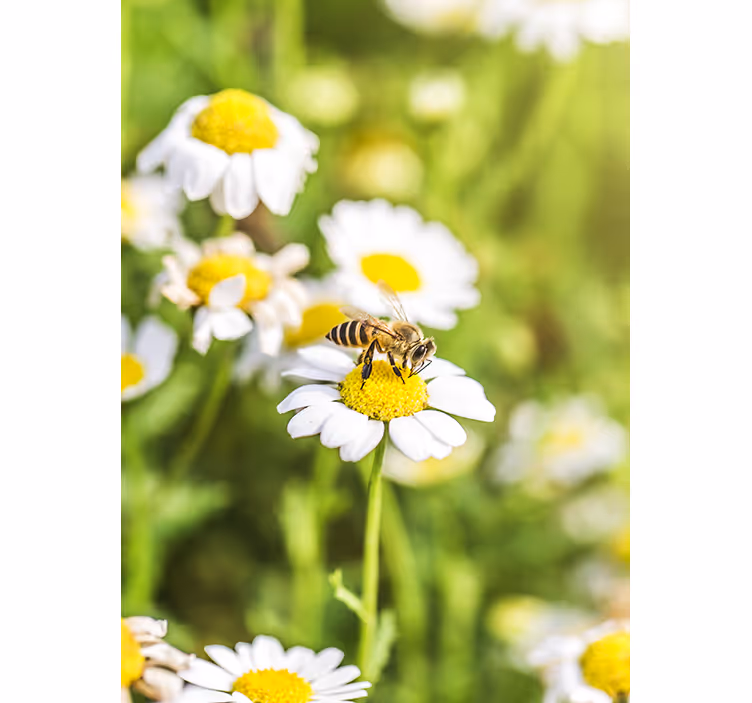 Kitchen roller blind flower field design - TenStickers