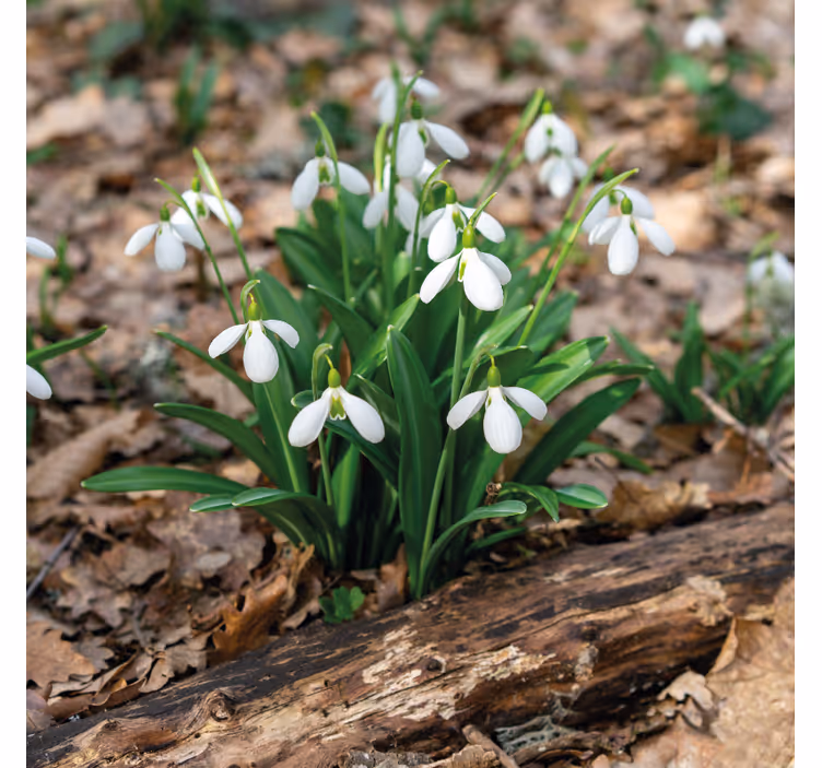 Living room roller blind snowdrop forest design - TenStickers