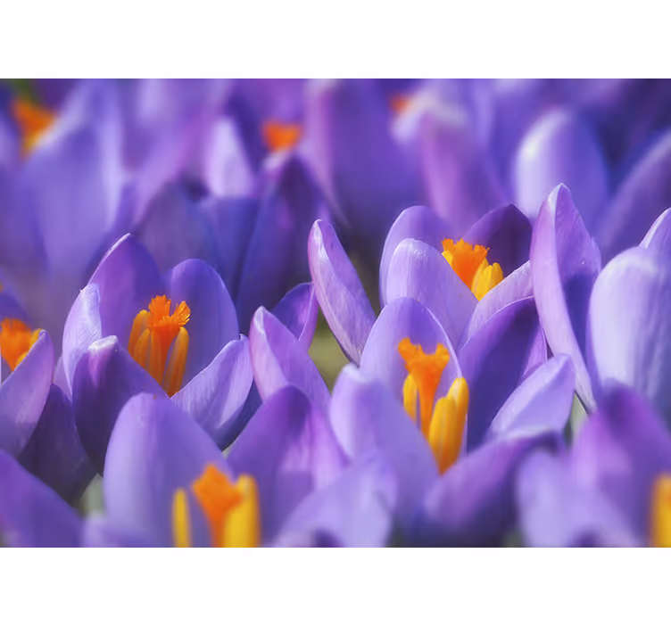 Living room roller blind purple and orange crocus - TenStickers