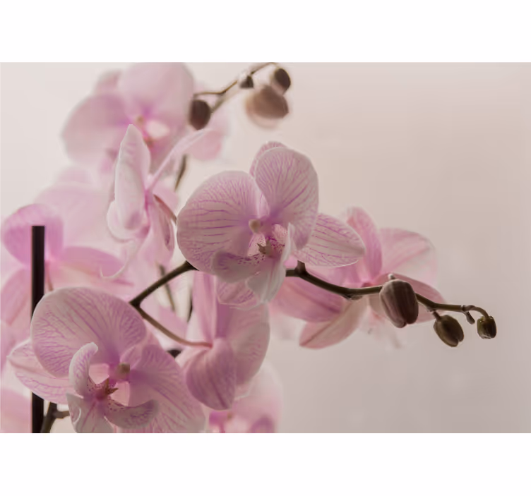 Bedroom roller blind in orchid design - TenStickers