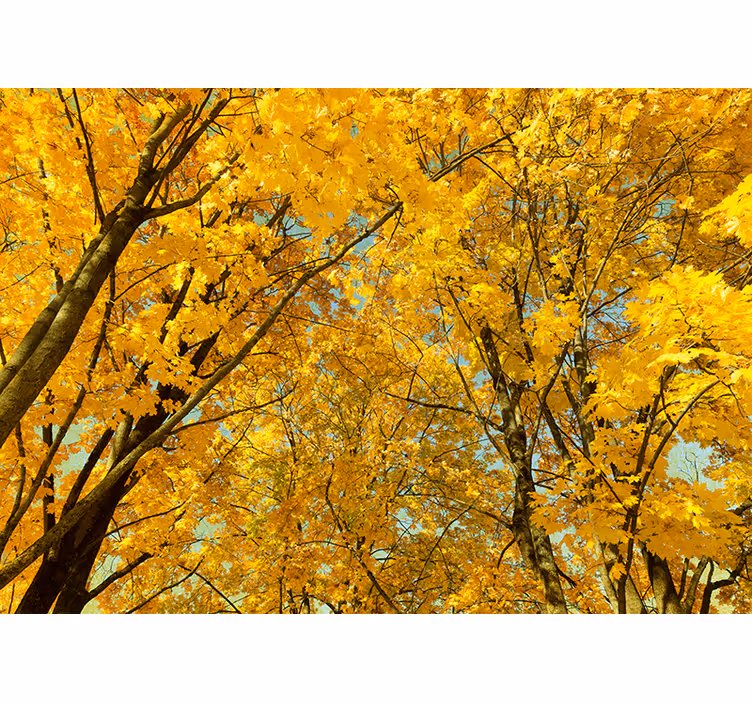 Bedroom roller blind yellow autumn leaves - TenStickers